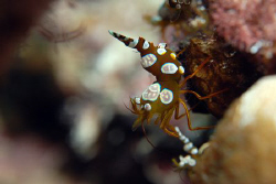 Squat cleaner shrimp. by Dray Van Beeck 